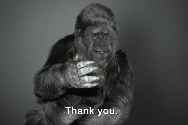 A gorila Koko transmite uma mensagem expressiva para a humanidade