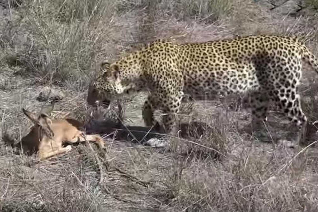 O encontro de um leopardo e um impala neste safari foi algo muito estranho