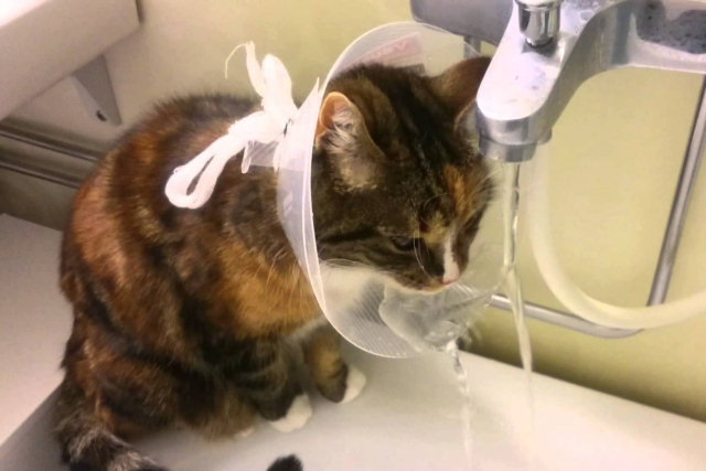 Gato com cone da vergonha descobre a melhor forma de beber água