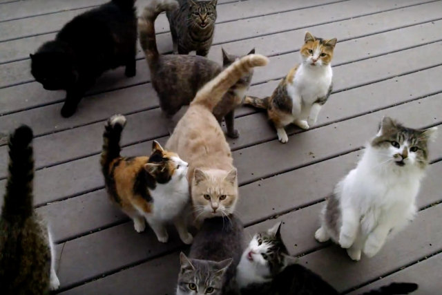 O que parece quando inúmeros gatos querem ser alimentados?