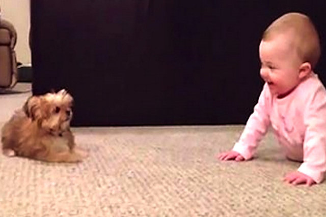 Bebezinha e cãozinho parecem falar o mesmo idioma