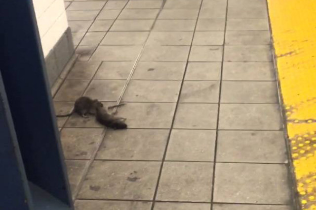 Rato do metrô de Nova Iorque agora arrasta outro rato morto pelas escadas da estação