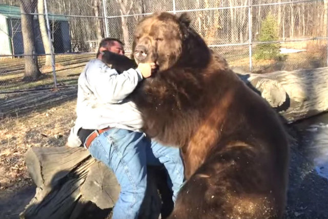 Russo tem um urso marrom enorme como amigo