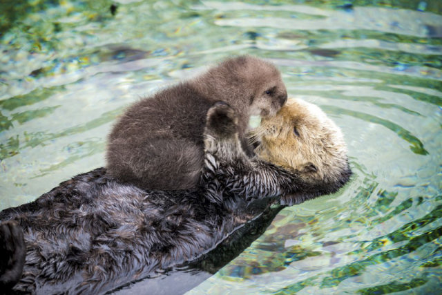 Os mimos desta mamãe lontra do mar a seu bebê vão adoçar o seu dia