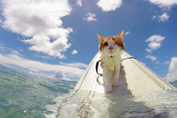 Este espantoso gato caolho gosta de nadar e surfar no Havaí