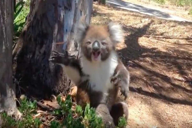 Este coala acaba de aprender como a vida pode ser injusta