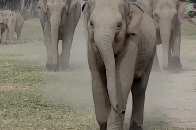 Bebê elefante corre para cumprimentar carinhosamente seu cuidador favorito todos os dias