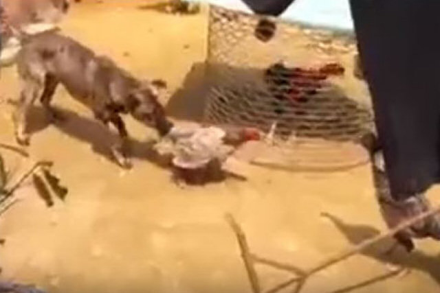 Cãozinho faz de tudo para evitar a briga entre galo e galinha