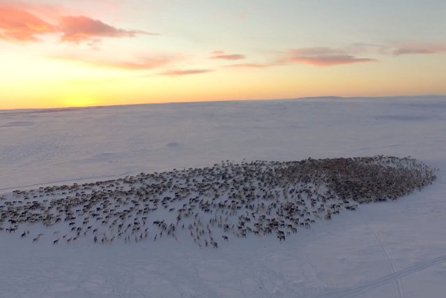 Migrao de 3.500 renas  vista de drone na Noruega