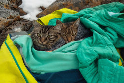 Estes gatinhos foram abandonados, mas agora vivem aventuras com suas novas humanas