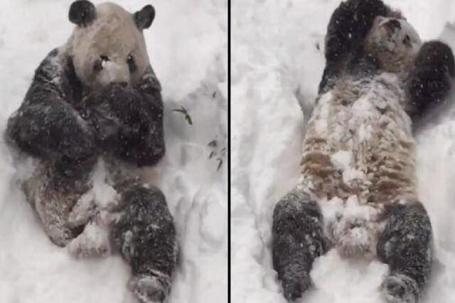 A alegria incontida de um panda com uma tempestade de neve