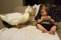 Este pato se transformou no protetor deste bebê e o segue por todos os lados