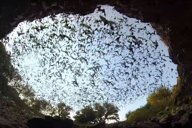 Veja a maior colônia de morcegos do mundo saindo da caverna e formando uma nuvem no céu