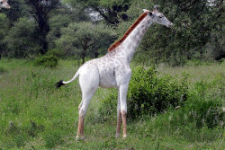 Uma rara girafa branca foi vista na Tanzânia