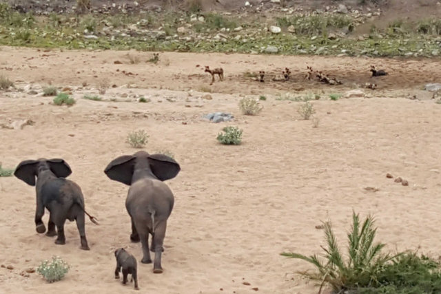 Pais elefantes protegem bebê do ataque de cães selvagens