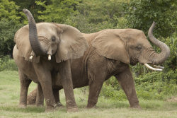 Singularidades extraordinárias de animais extraordinários: O Elefante