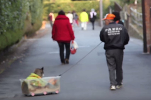 Seu cão é idoso para caminhar, mas encontrou a forma de dar um passeio