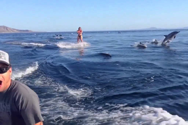O prazer extremo de praticar wakeboard entre golfinhos