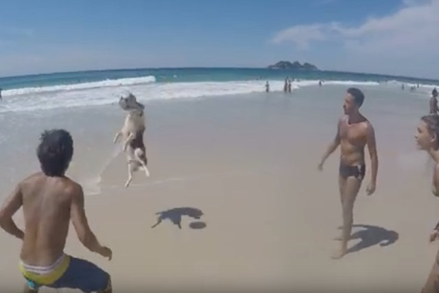 Veja este cão esperto num bate-bola na praia
