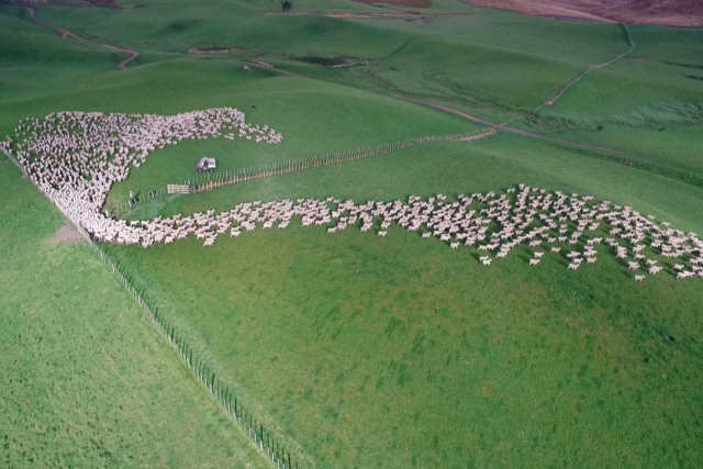 Hipnotizante pastoreio de ovelhas em massa