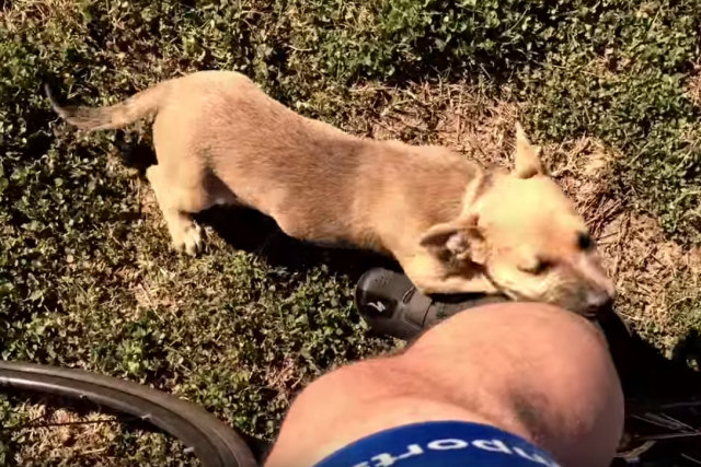 Ciclista encontra cadelinha abandonada a 15 km da casa mais próxima