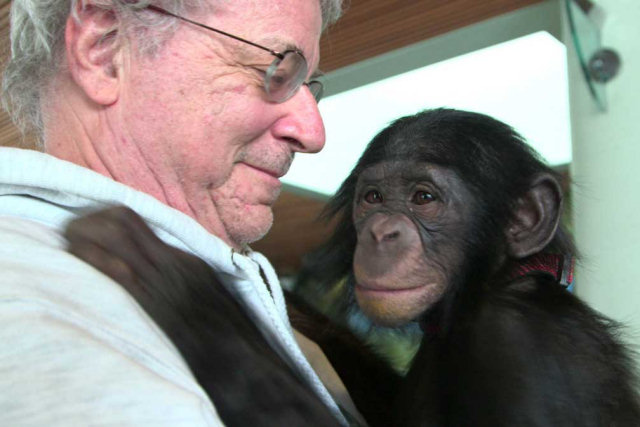 Ativista acha que os chimpanzés deveriam ser considerados pela lei como pessoas