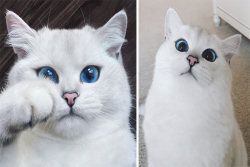 Este gato tem os olhos mais preciosos que você já viu