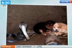 Dois cãezinhos caíram em um buraco onde estava uma enorme cobra-real, adivinhe o que aconteceu