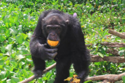 Chimpanzé mais solitário do mundo abraça visitantes humanos após anos de isolamento em uma ilha