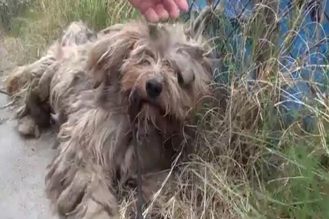 Este cãozinho recém-resgatado passou toda sua vida nas ruas