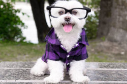 Conheça Toby LittleDude, o cãozinho mais descolado da Internet
