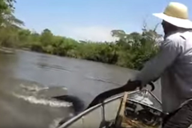 Loucura! Turistas arrastam sucuri pelo rabo em rio do Mato Grosso do Sul