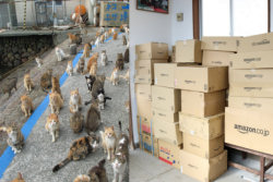 A ilha dos gatos no Japão pediu comida a internet e recebeu mais do que pode armazenar