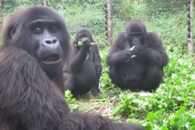 Enquanto comem, gorilas desfrutam cantarolando