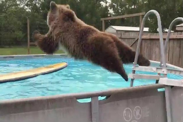 O urso que aproveita uma piscina para dar uns mergulhos
