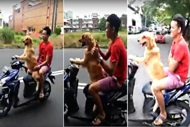 Cãozinho pilota uma scooter com  dono na garupa
