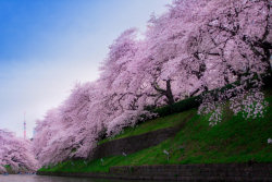 Hanami, a contemplação das flores de cerejeira no Japão