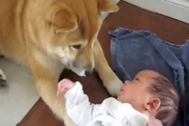 O primeiro encontro entre um cão e um bebê vai adoçar o seu dia