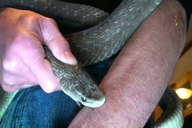 Homem deixa duas das cobras mais mortais do mundo picá-lo para provar sua imunidade