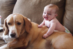 A reação dos cães quando chega um bebê em casa é incrível
