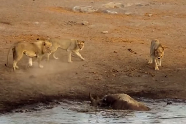 3 leões atacam um rinoceronte negro preso no charco