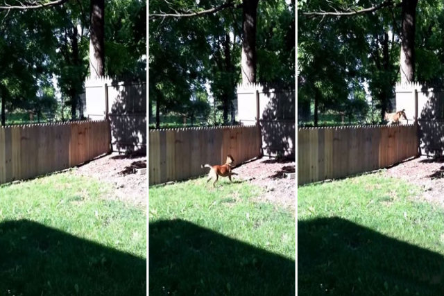 O orgulho deste homem em construir uma cerca para sua cadela durou apenas alguns segundos
