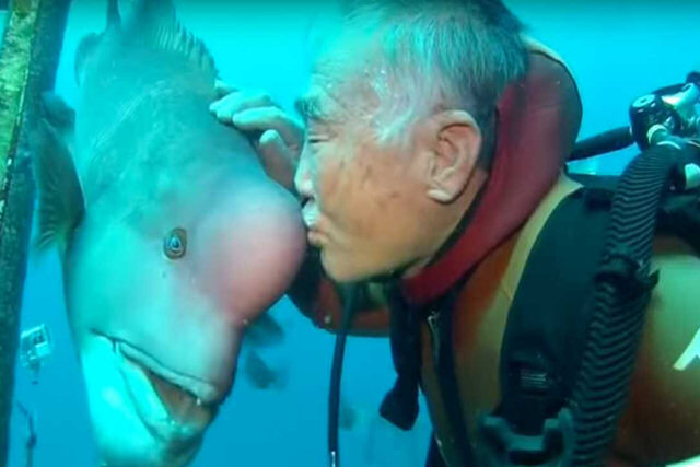 Este mergulhador tem um amigo peixe há mais de 20 anos