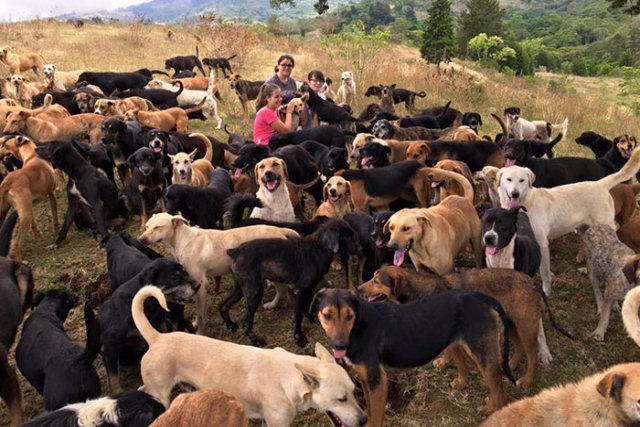 Este abrigo na Costa Rica é o paraíso dos cães de rua