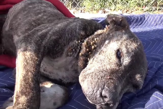 Um negligenciado pitbull foi abandonado em uma ponte para morrer à mingua