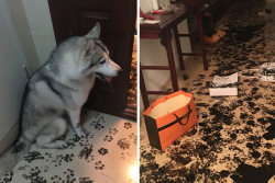 Família deixa husky sozinho por 3 horas e o meninão redecora o apartamento