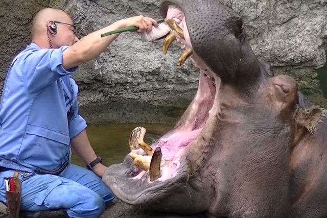 Tratador escova os dentes de um hipopótamo de zoo no Japão