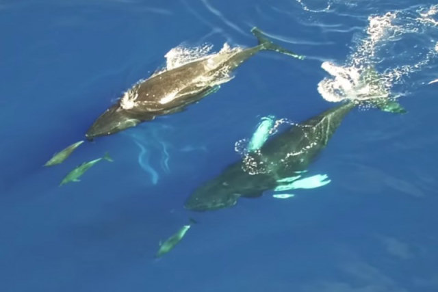 Baleias jubarte no Havaí à vista de drone