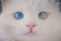 Este gato tem os olhos mais hipnotizantes que você já viu