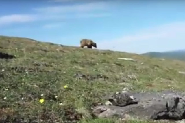 Este vídeo mostra o que se deve fazer ao ser perseguido por um urso